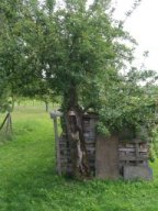 20210808_31 streuobstfuehrung